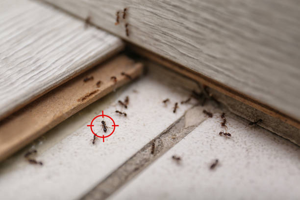 Best Affordable Pest Control Services  in Green Valley, AZ